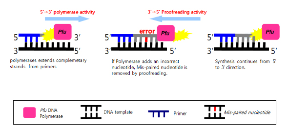 Qiagen Taq Polymerase