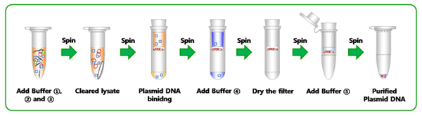 plasmid dna isolation